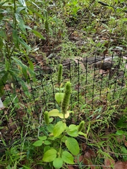 Agastache nepetoides