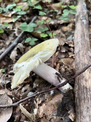 Russula virescens