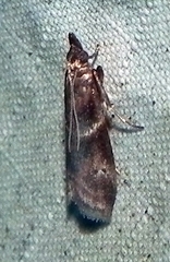 Moodna ostrinella