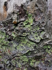 Lecanora symmicta