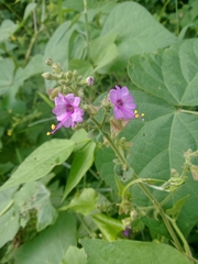 Mirabilis viscosa