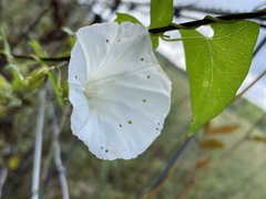 Calystegia sepium