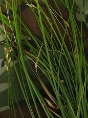 Carex brizoides