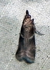 Moodna ostrinella
