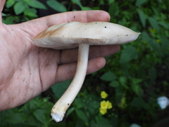 Pluteus cervinus