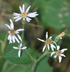 Eurybia macrophylla