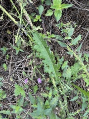 Carduus crispus