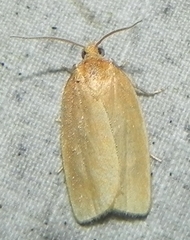 Clepsis clemensiana