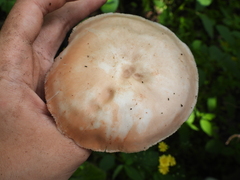 Pluteus cervinus