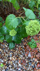 Hydrangea arborescens