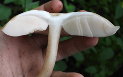 Pluteus cervinus
