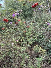 Carduus crispus