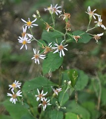 Eurybia macrophylla