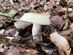 Russula virescens