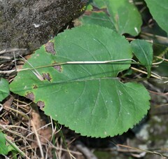 Eurybia macrophylla