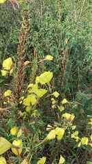 Oenothera glazioviana