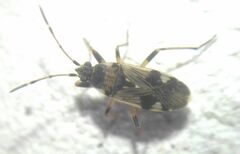 Beosus maritimus