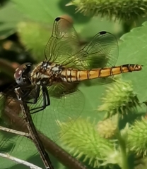 Trithemis annulata