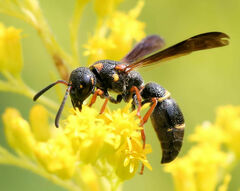 Parancistrocerus