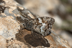 Hipparchia pellucida