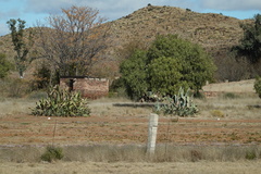 Schinus molle