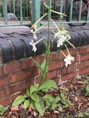 Nicotiana