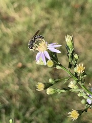 Andrena asteris