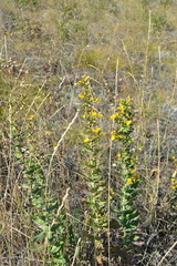 Hieracium virosum