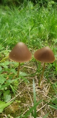 Parasola conopilea
