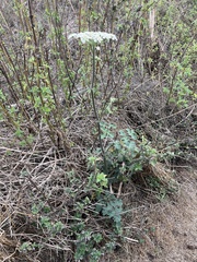 Heracleum sphondylium