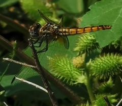 Trithemis annulata