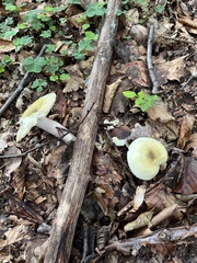 Russula virescens