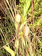 Carex squarrosa