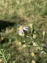 Andrena asteris