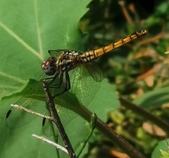 Trithemis annulata