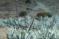 Agave americana