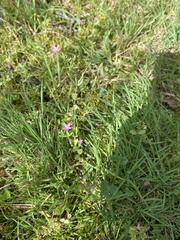 Centaurium pulchellum