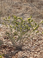 Holocarpha macradenia