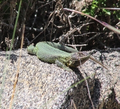 Liolaemus zapallarensis