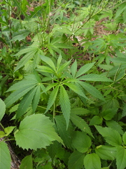 Cannabis sativa