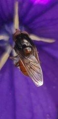 Rhingia campestris