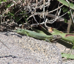 Liolaemus zapallarensis