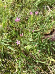 Centaurium pulchellum