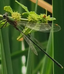Trithemis annulata