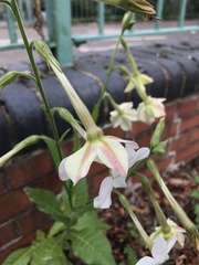Nicotiana