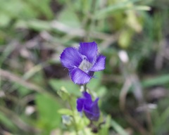 Gentianopsis crinita