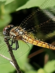 Trithemis annulata