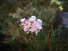 Serruria rosea