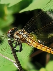 Trithemis annulata
