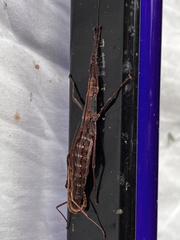 Anisomorpha buprestoides